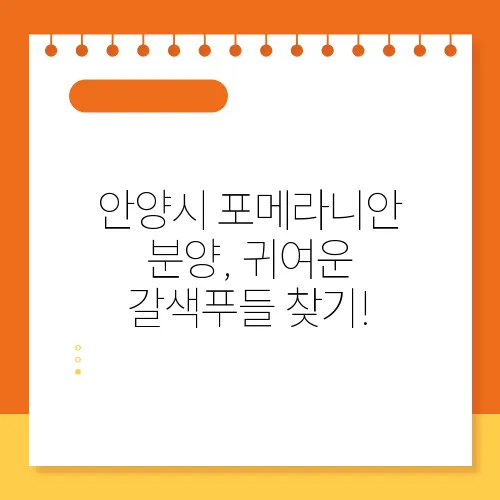안양시 포메라니안 분양, 귀여운 갈색푸들 찾기!
