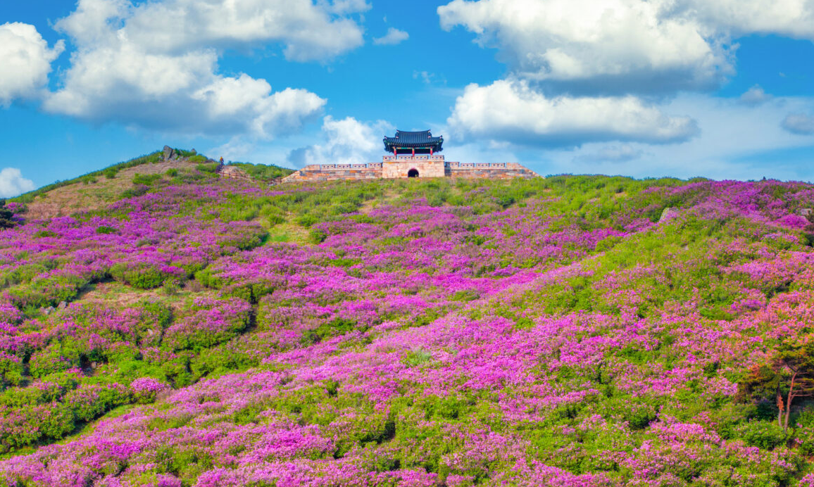 산청 황매산 철쭉1