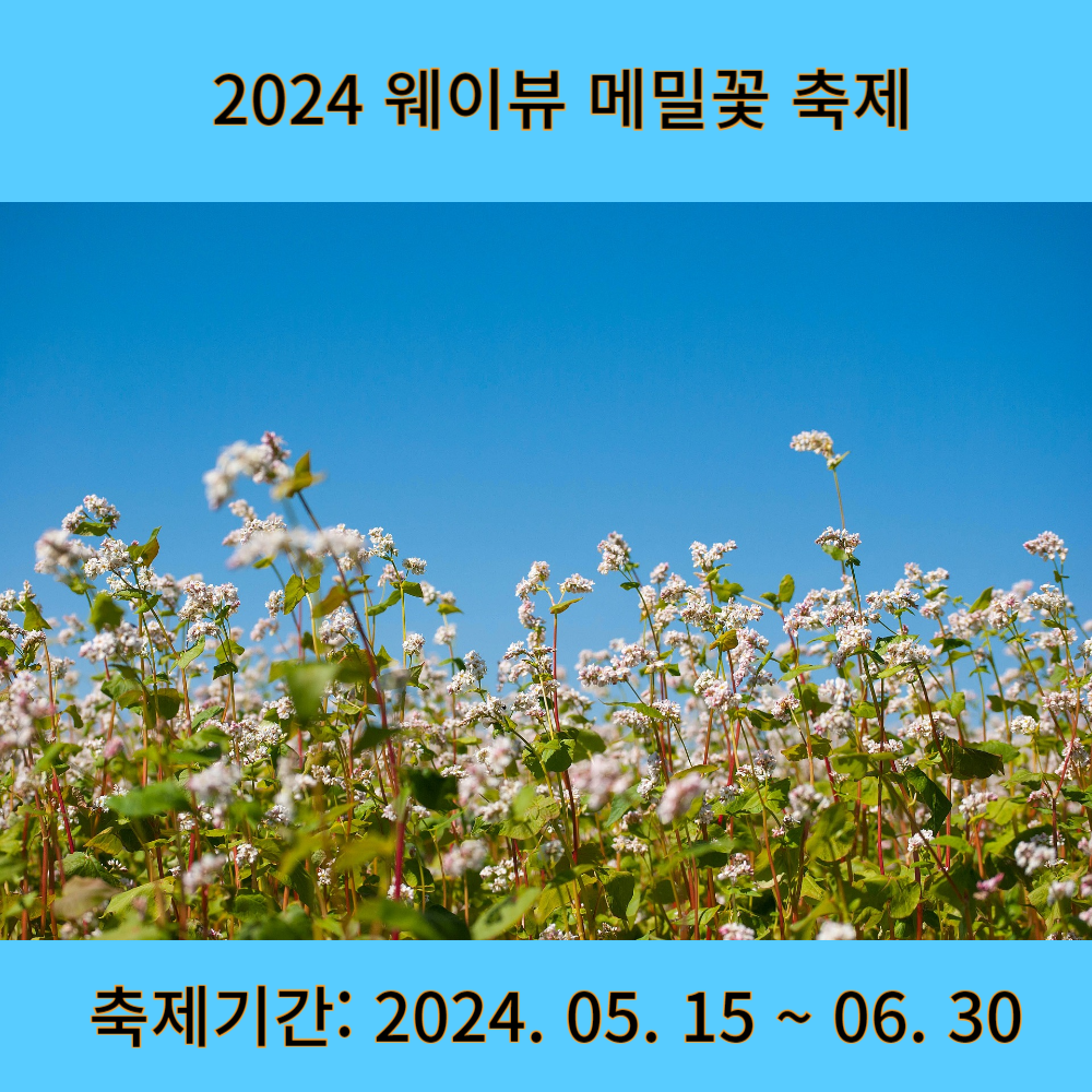 2024웨이뷰메밀꽃축제