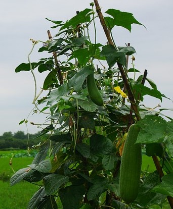 수세미 심는 시기 재배 방법 수확 방법 수세미 효능