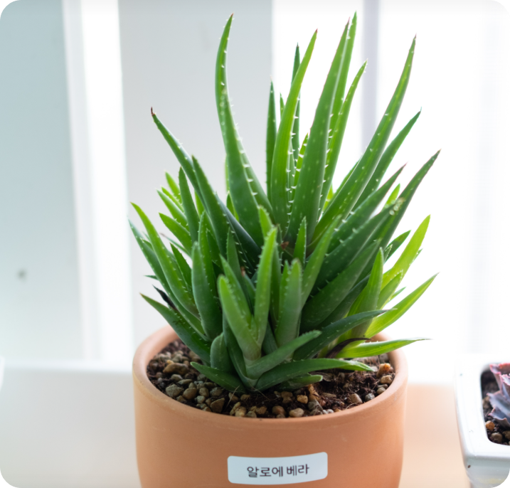 미세먼지를 없애는 실내 공기 정화 식물 BEST 7