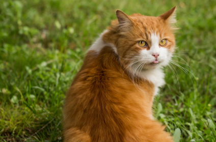 고양이 체형 자가 진단법 관련 사진
