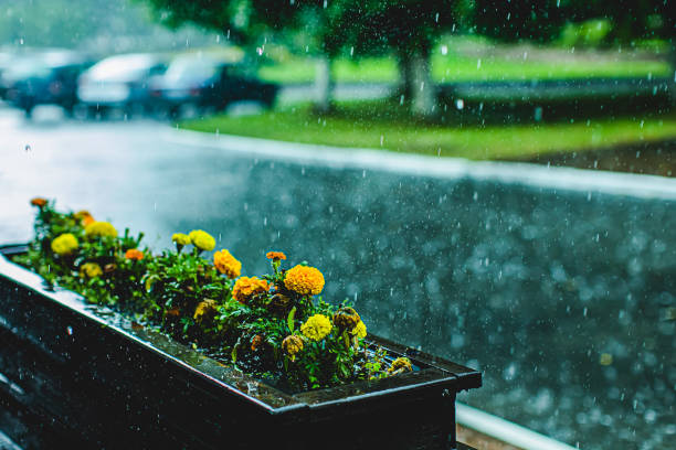 비바람 꿈 해몽