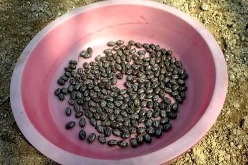 피마자-아주까리-종자-파종시기