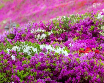 군포 철쭉축제_11