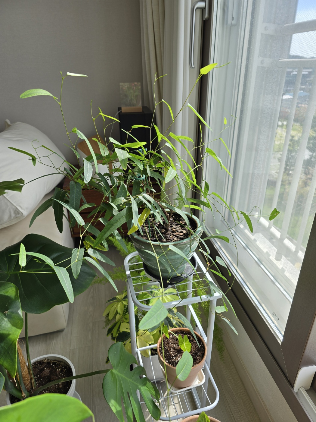 항상 햇빛 가장 잘드는곳이 보라싸리의 자리입니다.