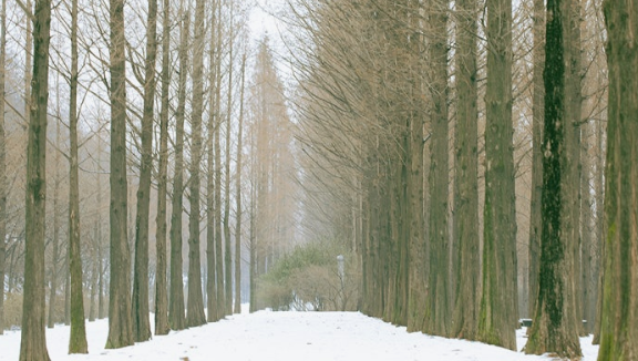 하늘공원 메타세콰이어길의 겨울