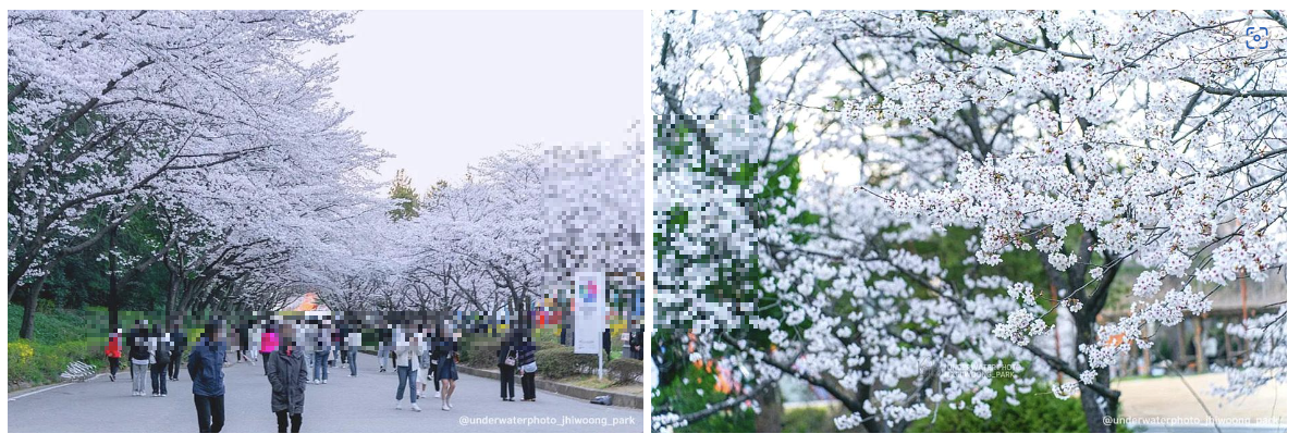 벚꽃 개화시기와 벚꽃명소 중외공원