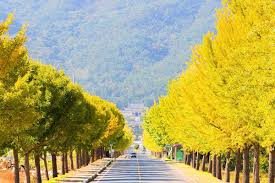 충남 은행나무 길