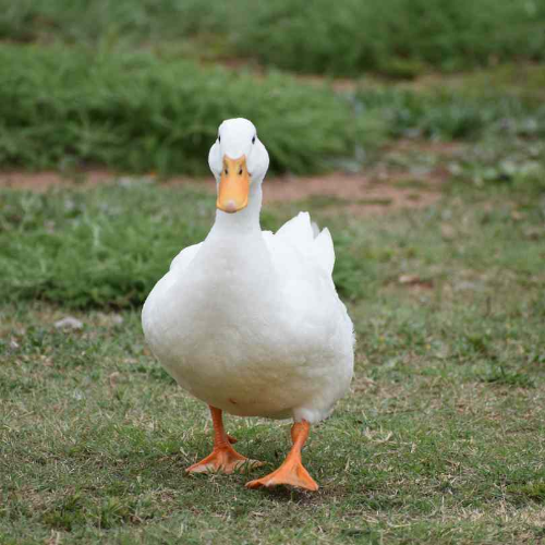 레임덕, 데드덕, 시팅덕, 정치용어, 조직관리, 리더십, 위험관리, 권력공백, 실패사례, 무방비상태, 사이버보안, 군사적위험, 정책추진, 정치적영향력, 투자실패, 보안취약점, 조직리더십, 실패극복, 위험대비