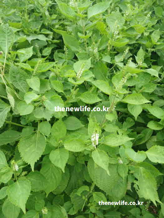 깻잎 효능 혈액 건강 철분 성분