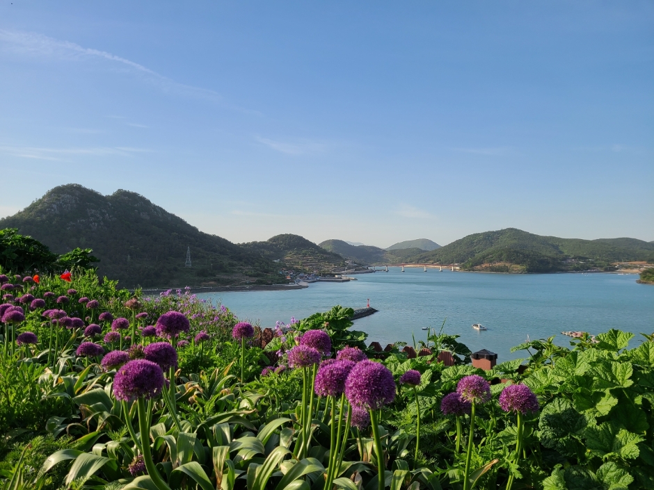 고흥 쑥섬 고양이