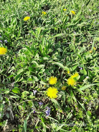 봄 햇살 아래 피어난 노란 민들레꽃 근접 사진