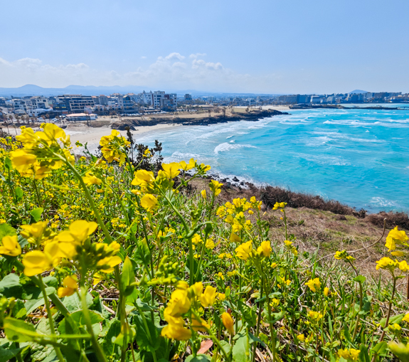 제주도 유채꽃