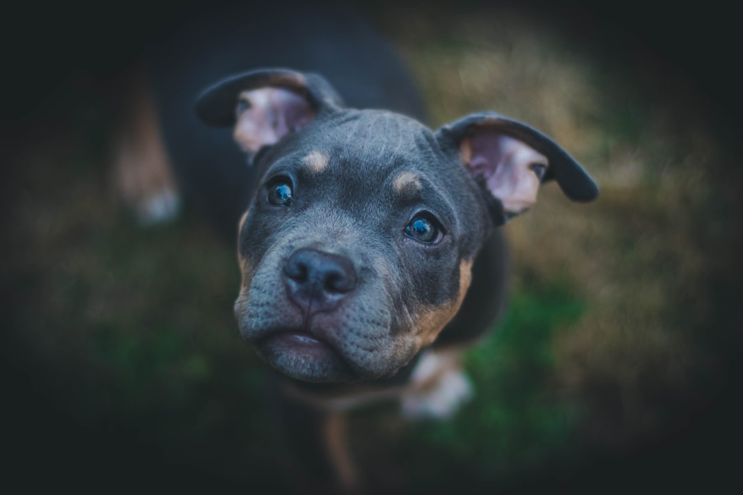 'Puppy'