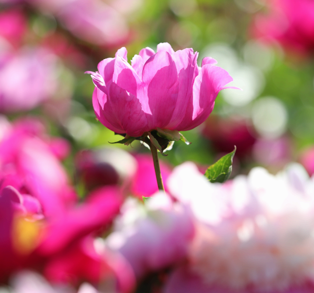 서울대공원 테마가든