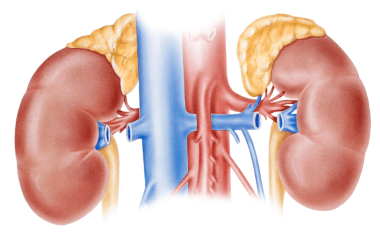 부신피질호르몬제