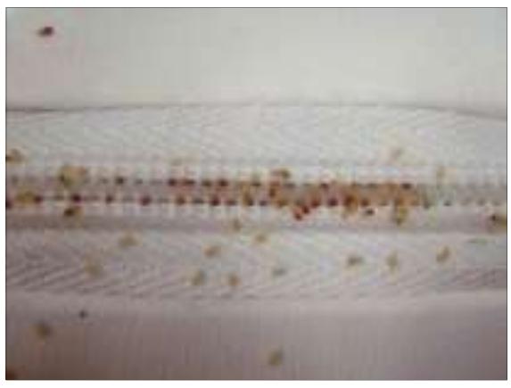 매드리스에서 발견되는 빈대 모습2