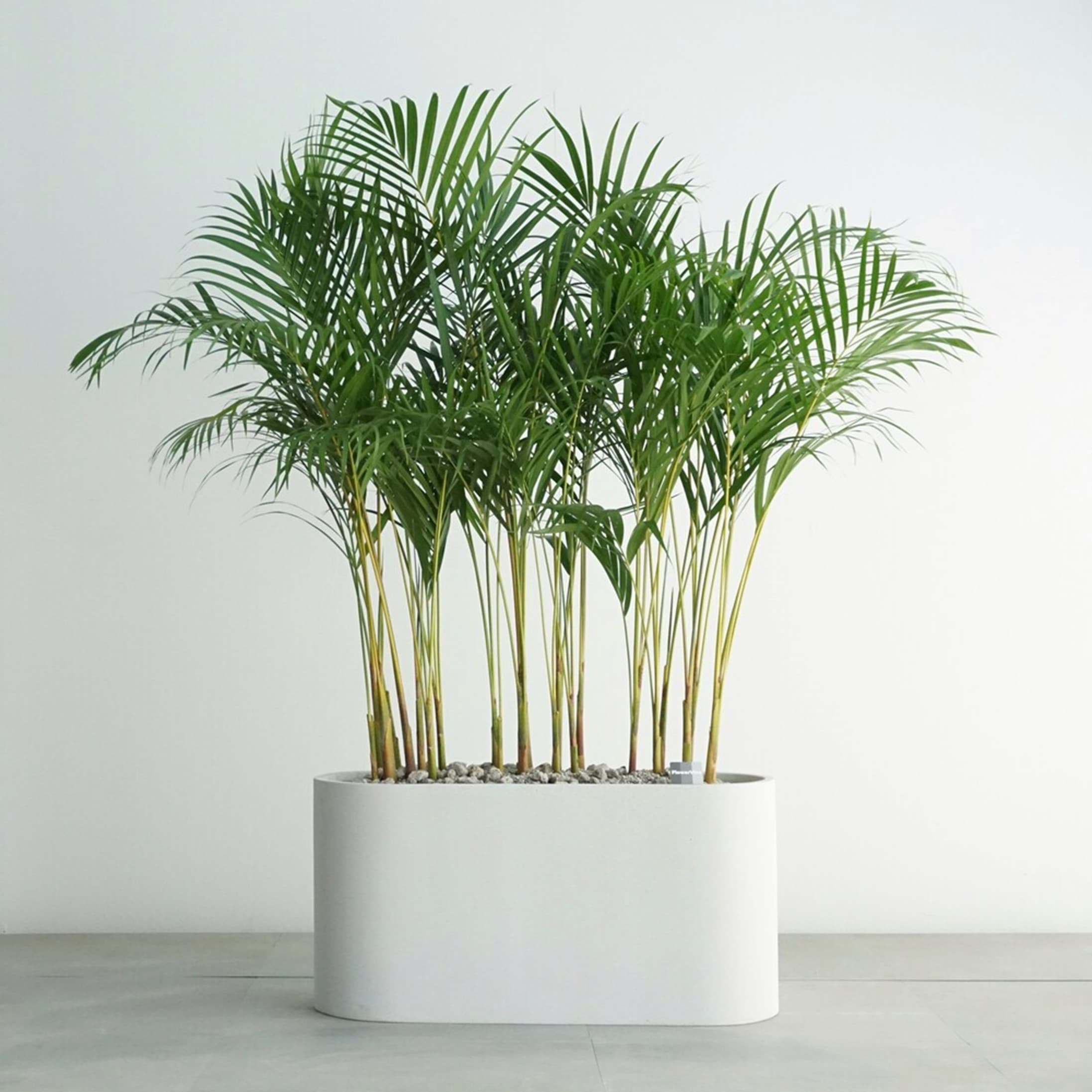 초보자도 쉽게 키울 수 있는 공기 정화 식물 BEST 5 - 실내 식물 추천