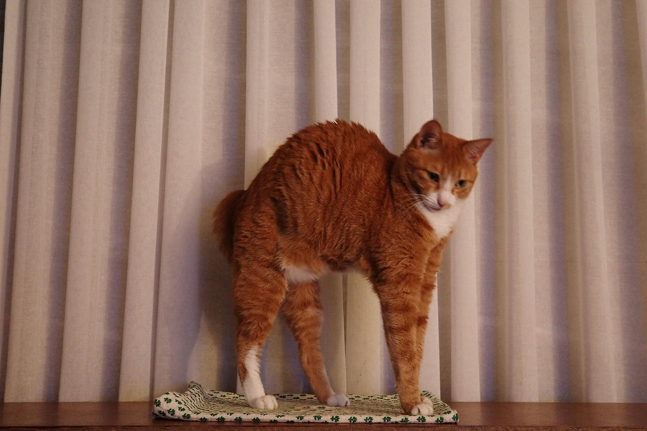 이엘 김새론 악플러 일침