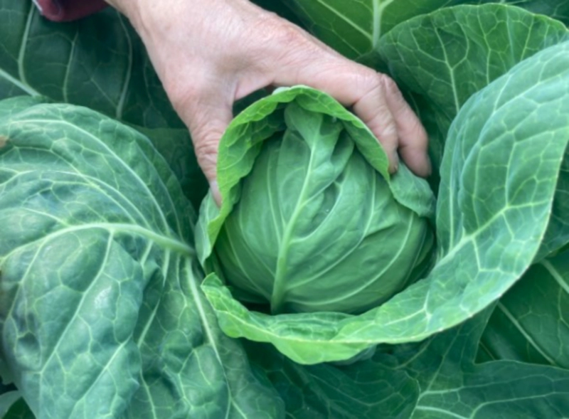 찐 양배추 효능