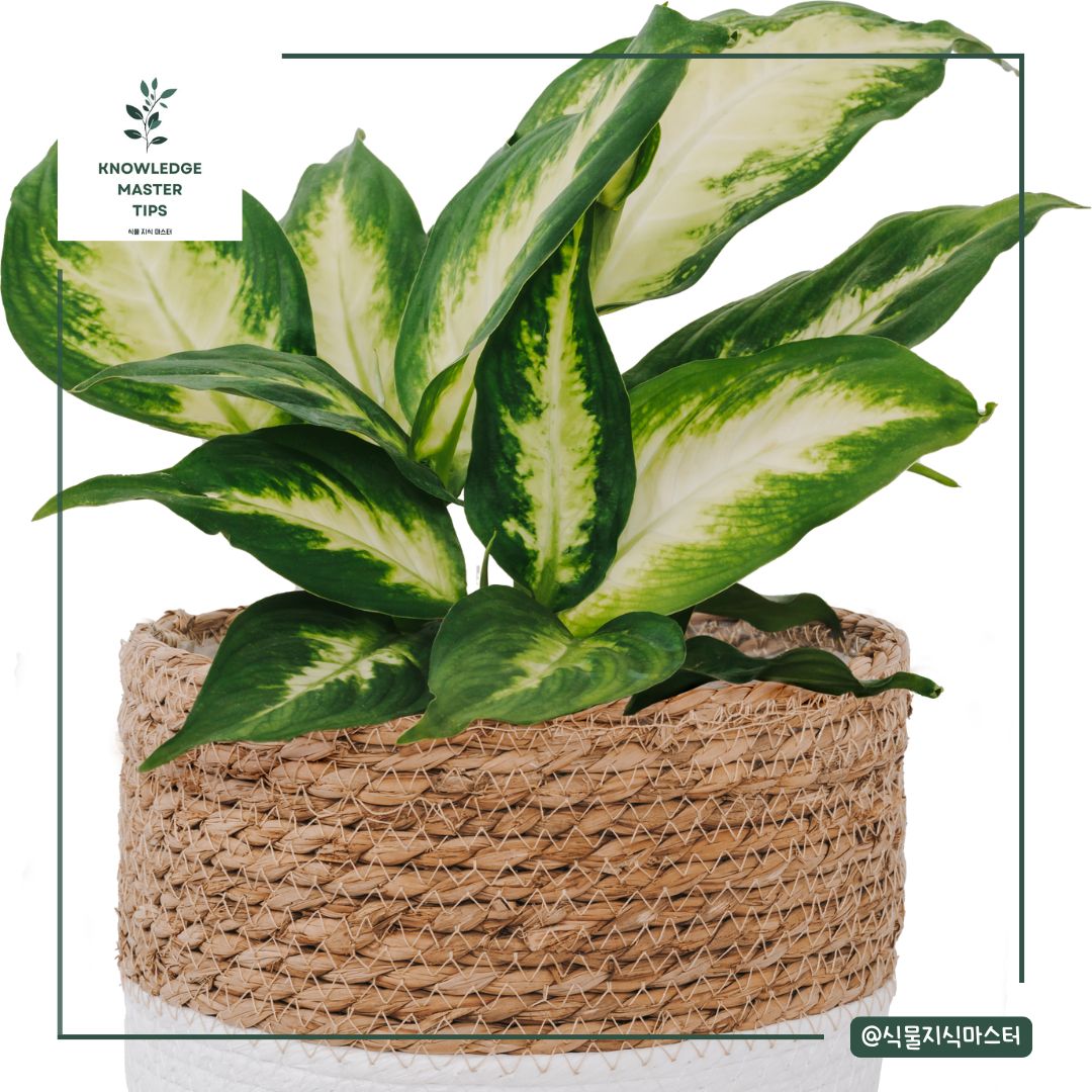 반려동물이 먹으면 위험한 독성 식물 - 디펜바키아