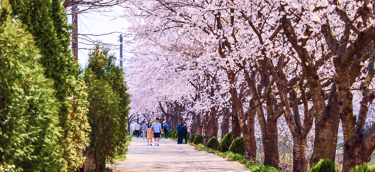 당진-순성매화벚꽃축제