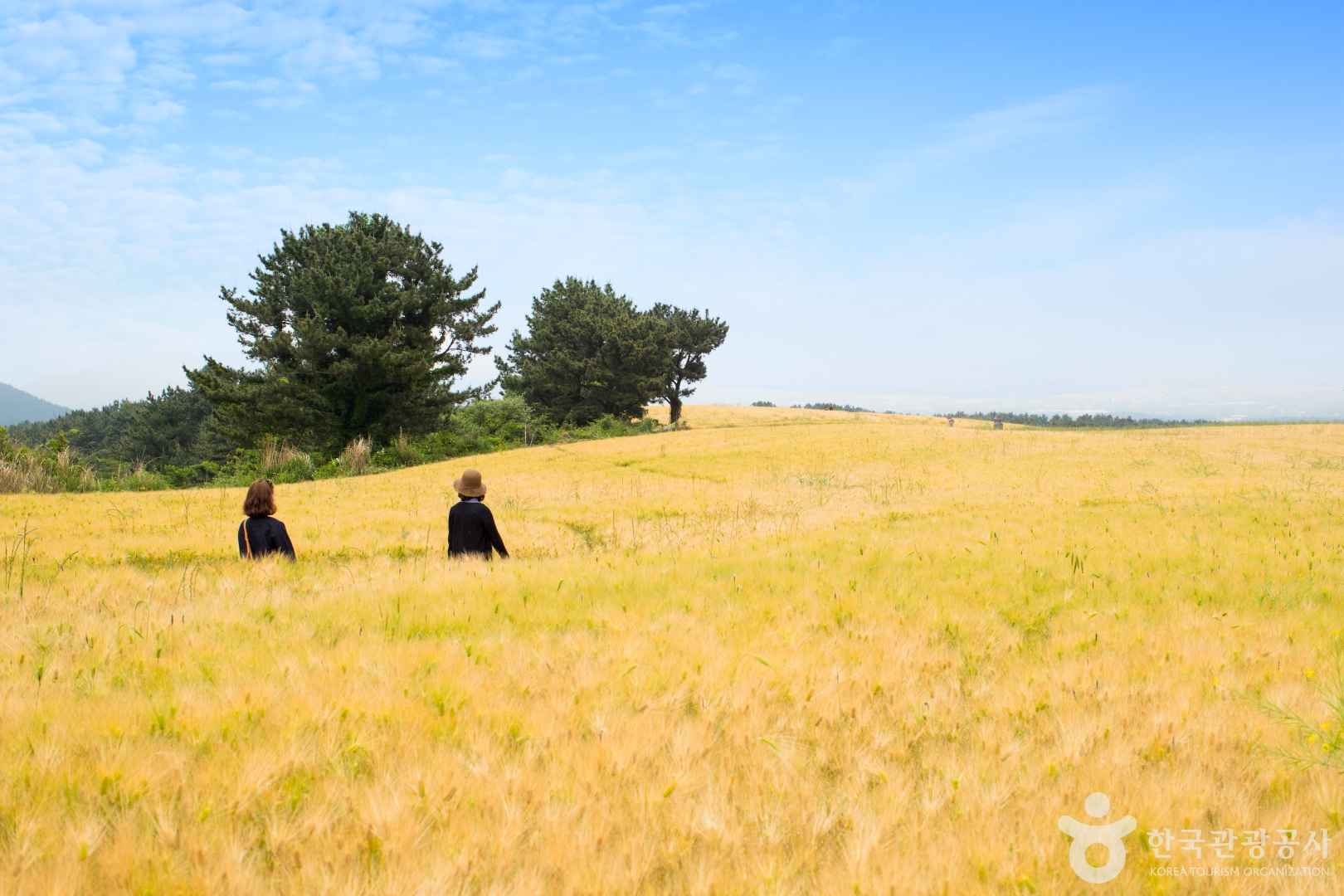 제주 오라동메밀밭