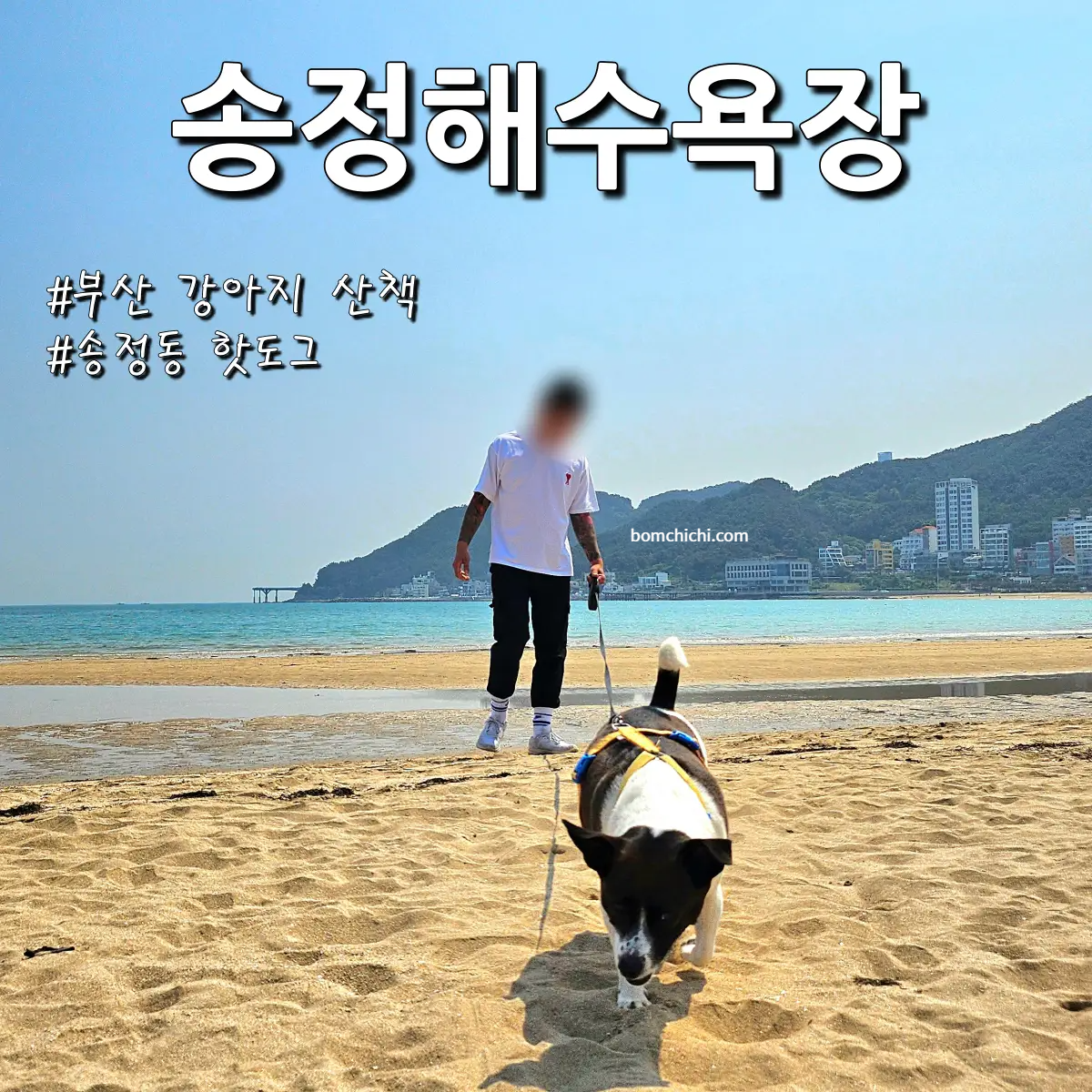 부산 송정해수욕장 강아지 산책 사진