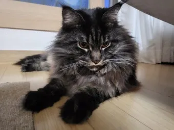 집고양이 vs 길고양이 평균 수명 차이 심층 분석_26