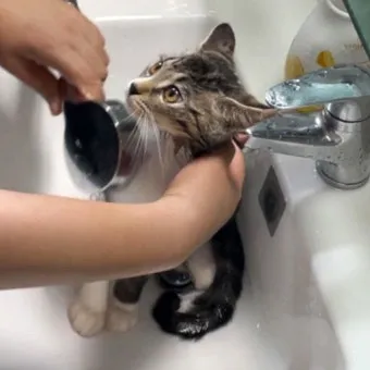 고양이 쉽게 목욕하는 방법과 준비 요령_6