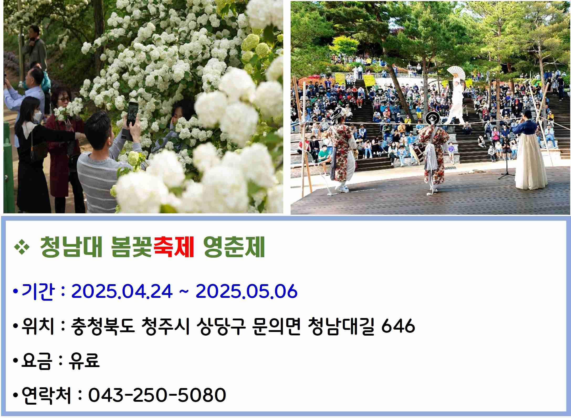 청남대 봄꽃축제 영춘제