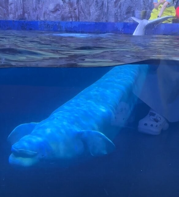 여수아쿠아플라넷-벨루가공연