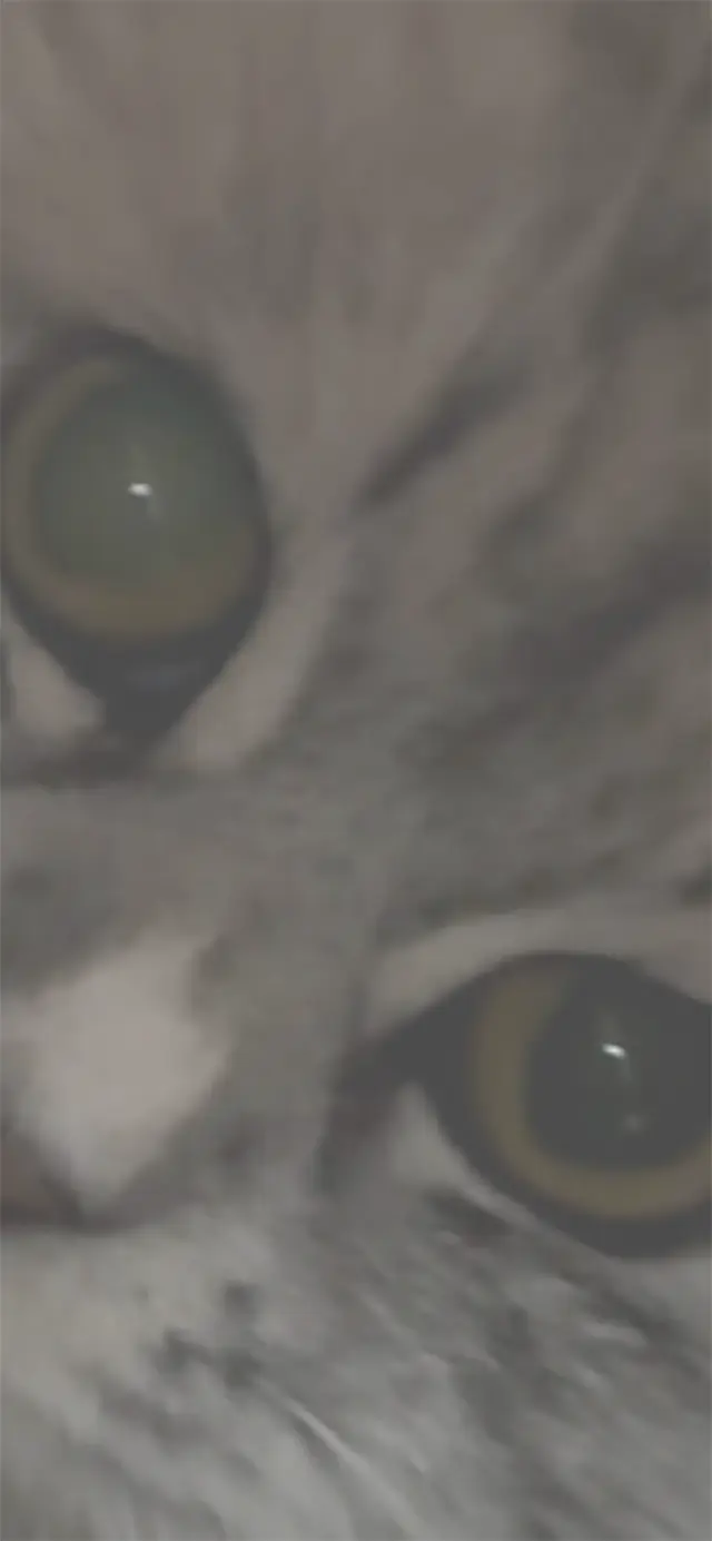 고양이 눈색깔 초록색