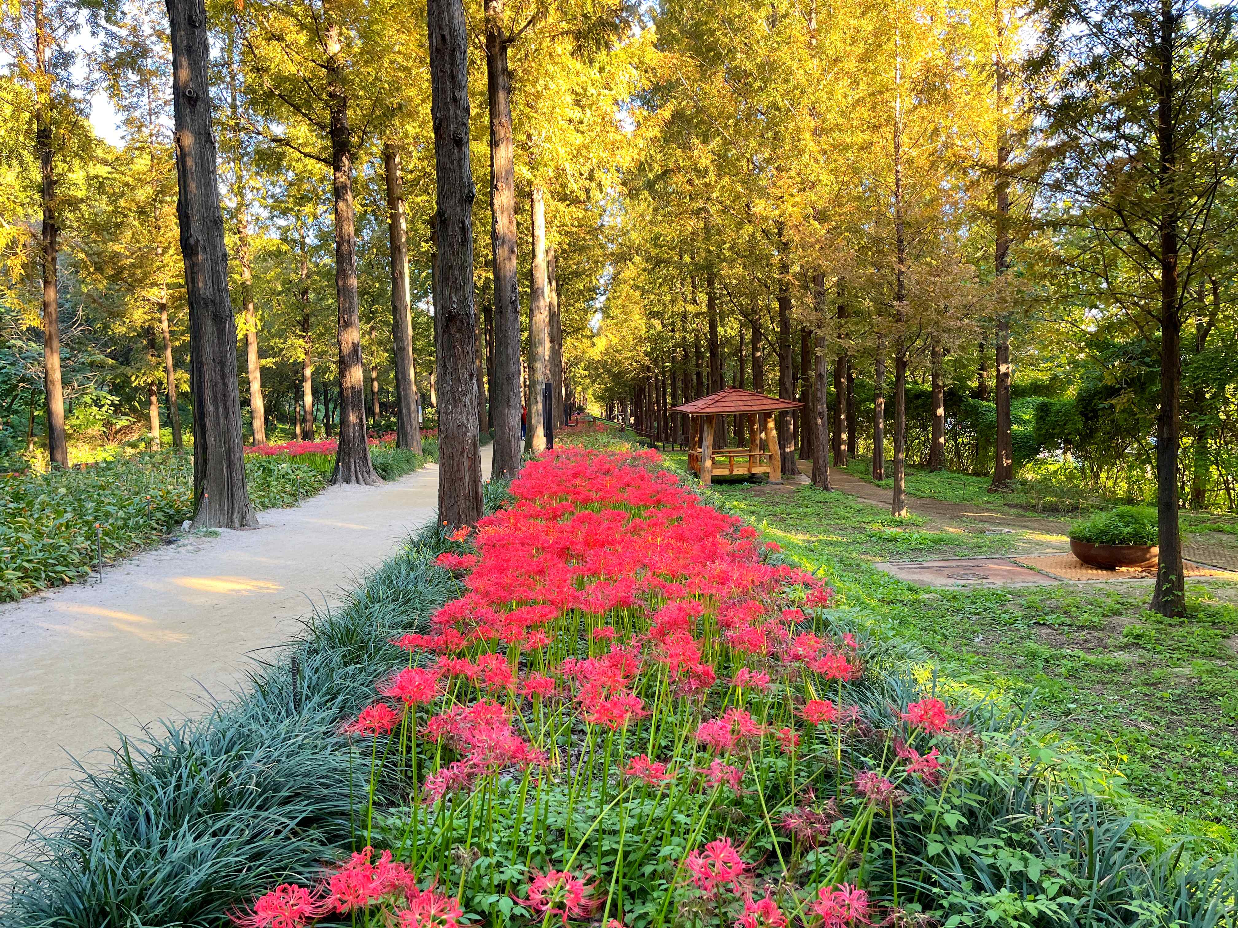 하늘공원 메타세쿼이아길 꽃무릇 시인의 거리