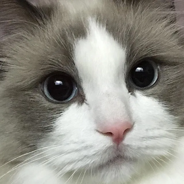 고양이-렉돌-유래