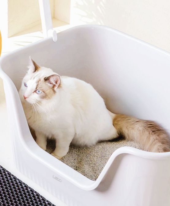 민감 고양이 전용 배변 환경 체크리스트 20항목: 감각 부담을 최소화하는 실전 매뉴얼