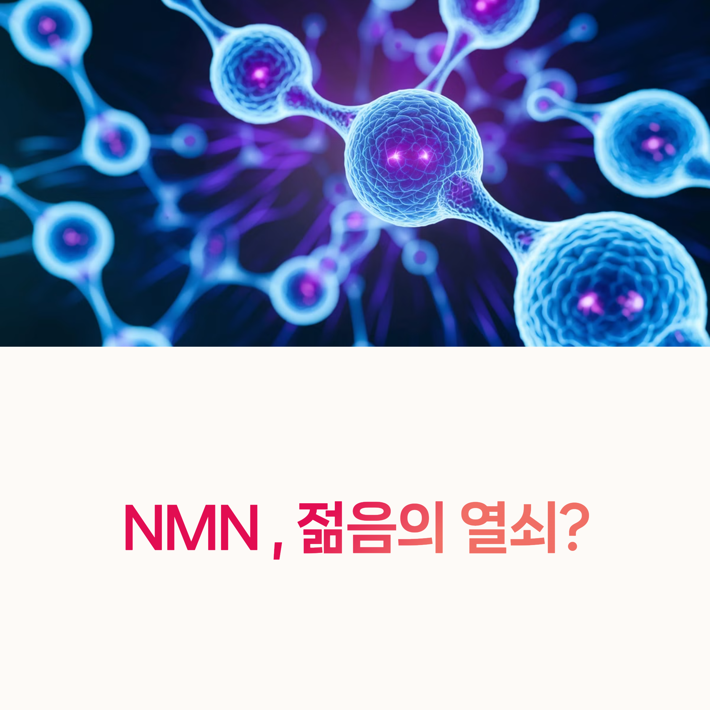 NMN, 노화,
