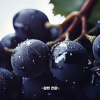 포도 효능