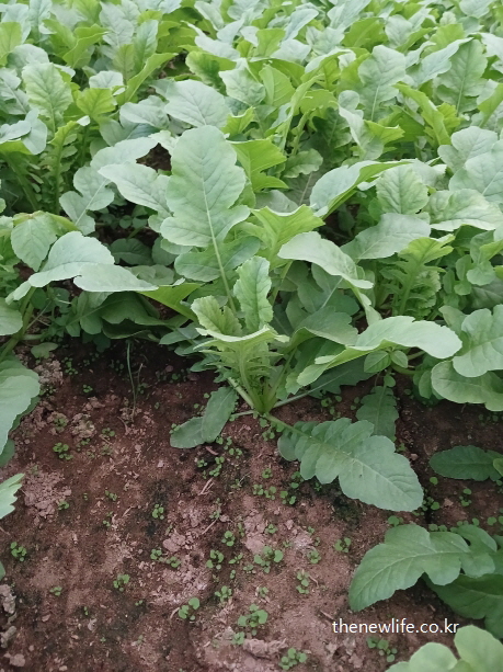 식이섬유와 수분이 풍부한 열무밭의 근접 촬영 이미지