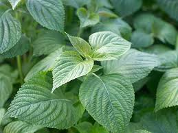 들깨 파종 시기, 이대로만 하면 풍성한 수확!