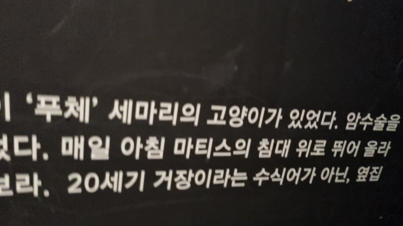 마티스는 고양이 집사