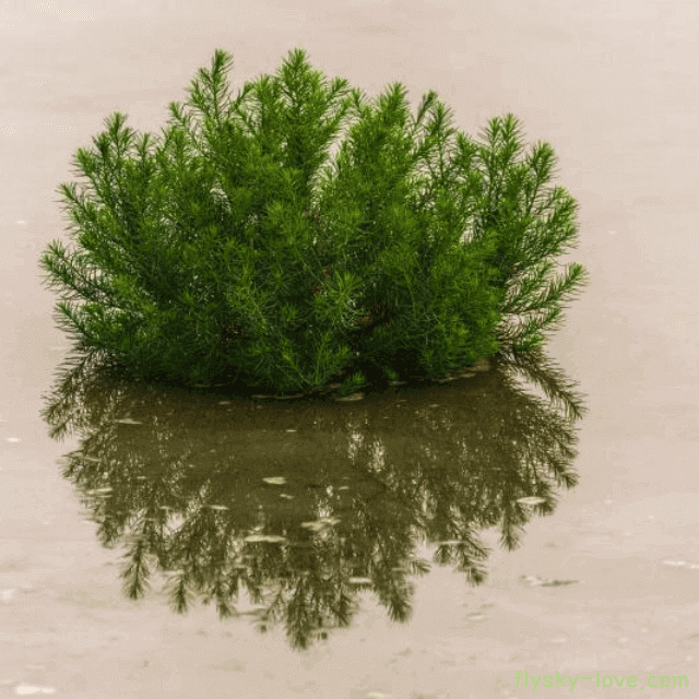 함초 먹는 방법