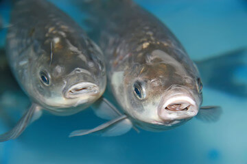 붕어즙 효능 7가지 및 부작용&amp;#44; 출산 후에는 몸을 돌볼 체력이 부족해서 회복을 위해 붕어즙을 자주 먹습니다.