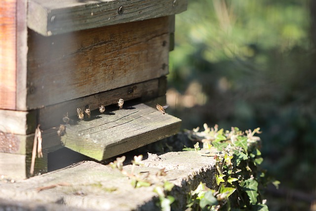 양봉과 생태정원 관련 사진