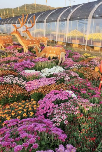 가을국화축제-아침고요수목원-피나클랜드