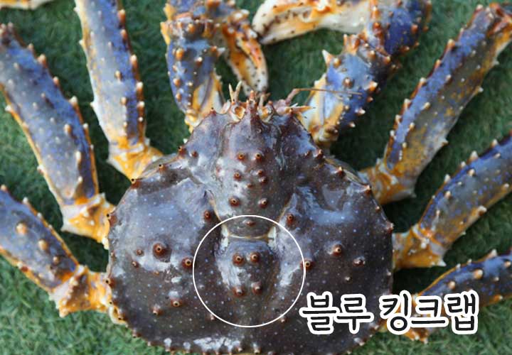 블루킹크랩 레드킹크랩