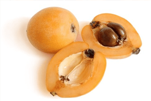 비파나무 효능08