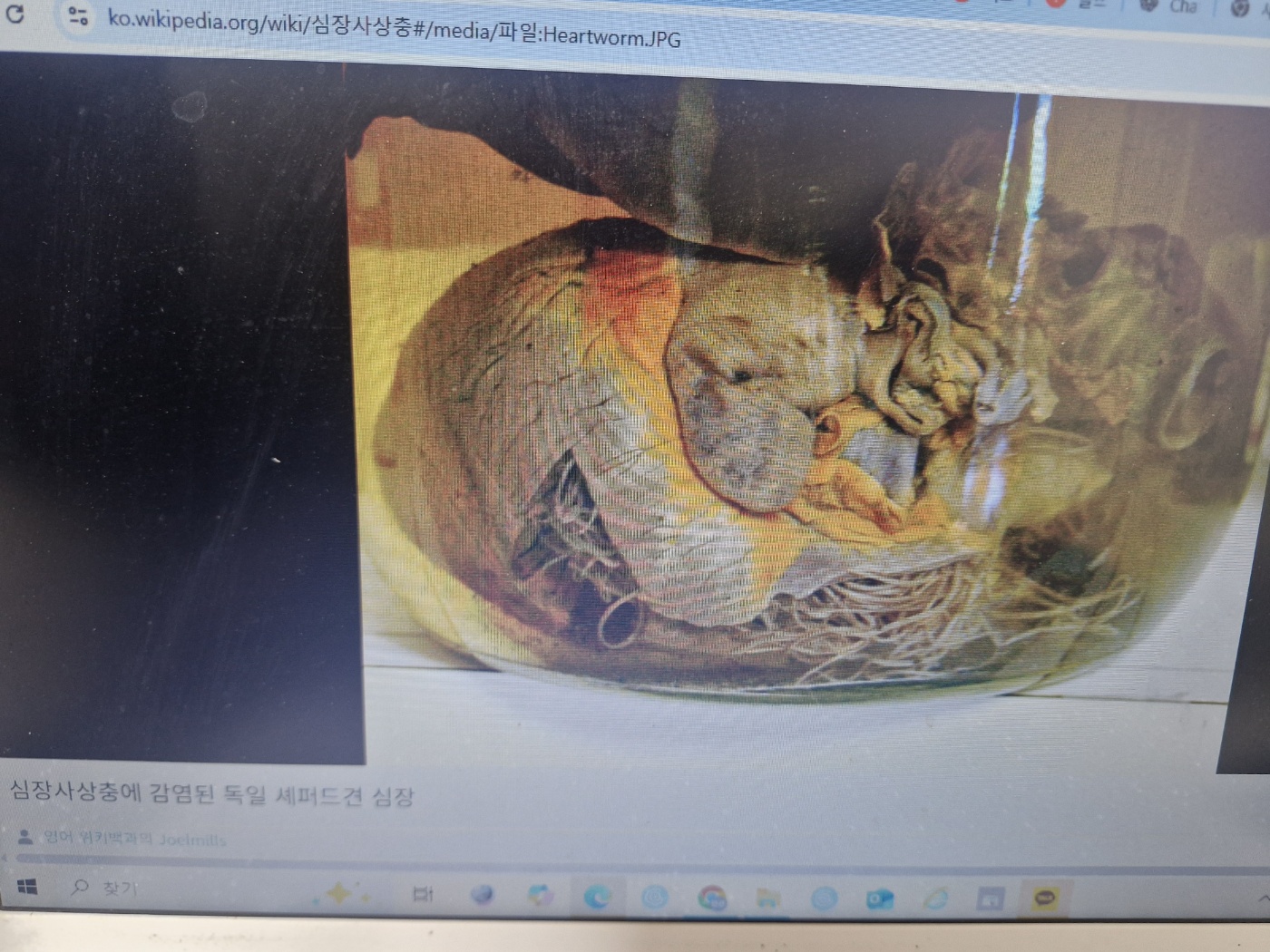강아지 보험 가입 가능한 질병종류는?