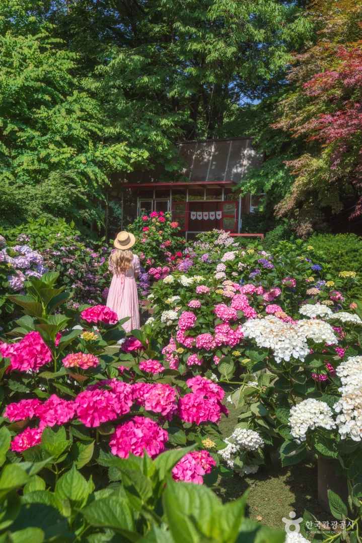 율봄식물원 수국 명소
